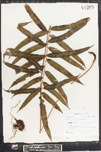 Plagiogyria euphlebia image