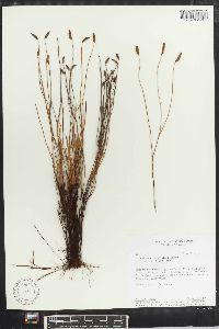 Schizaea incurvata image