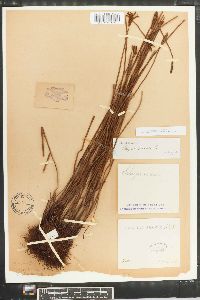 Schizaea pennula image