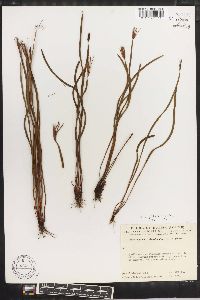 Schizaea dichotoma image