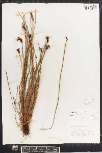 Schizaea pennula image