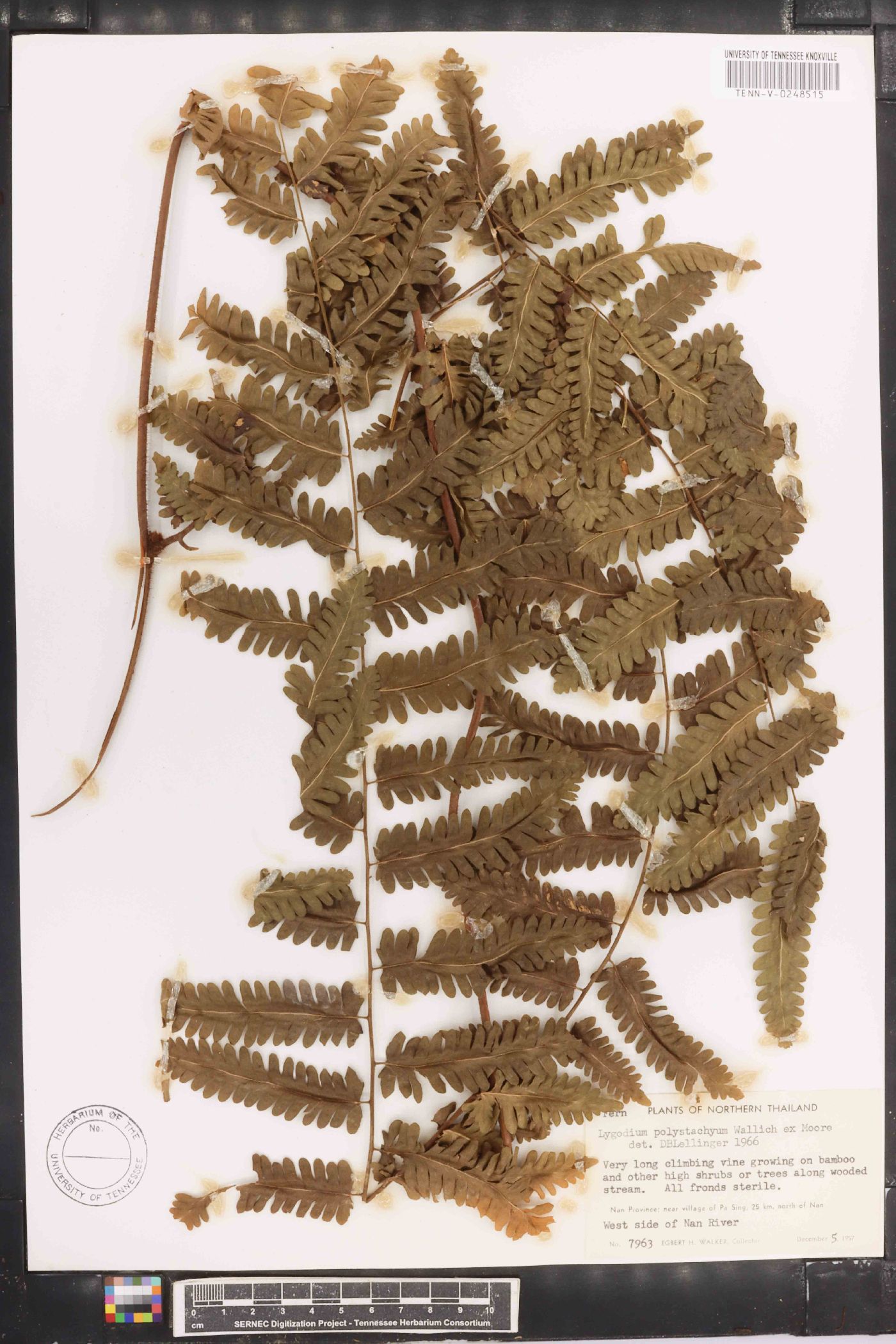 Lygodium polystachyum image
