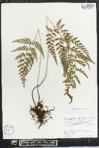 Anemia adiantifolia image