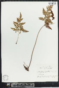 Anemia adiantifolia image