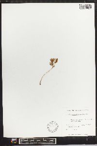 Anemia adiantifolia image