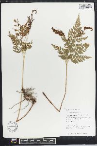 Anemia adiantifolia image