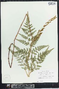 Anemia adiantifolia image