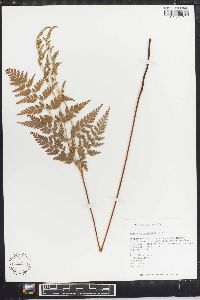 Anemia adiantifolia image