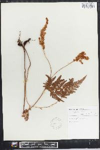 Anemia adiantifolia image