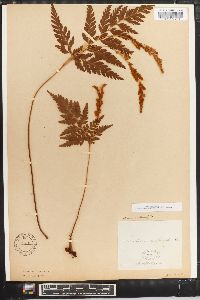 Anemia adiantifolia image