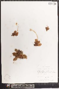 Anemia oblongifolia image