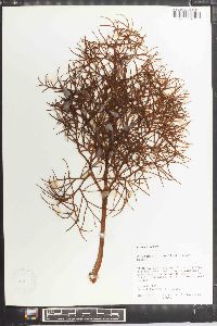 Ceratopteris deltoidea image