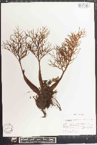 Ceratopteris deltoidea image
