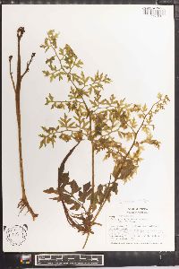 Ceratopteris deltoidea image