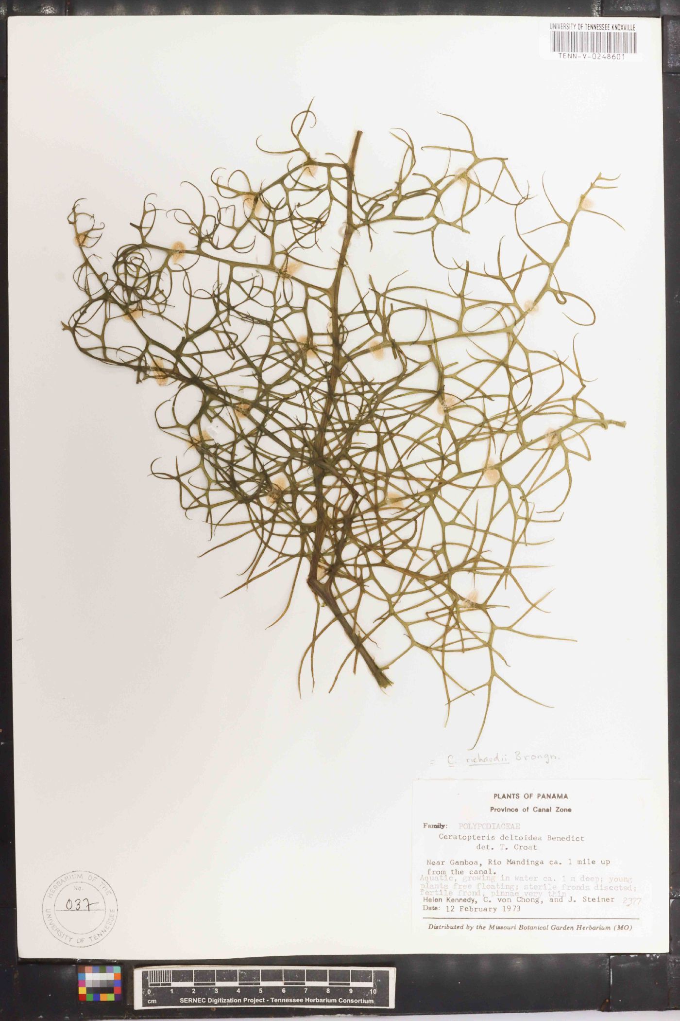 Ceratopteris deltoidea image