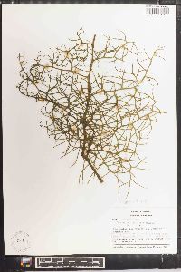 Ceratopteris deltoidea image