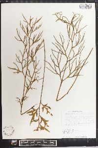 Ceratopteris thalictroides image