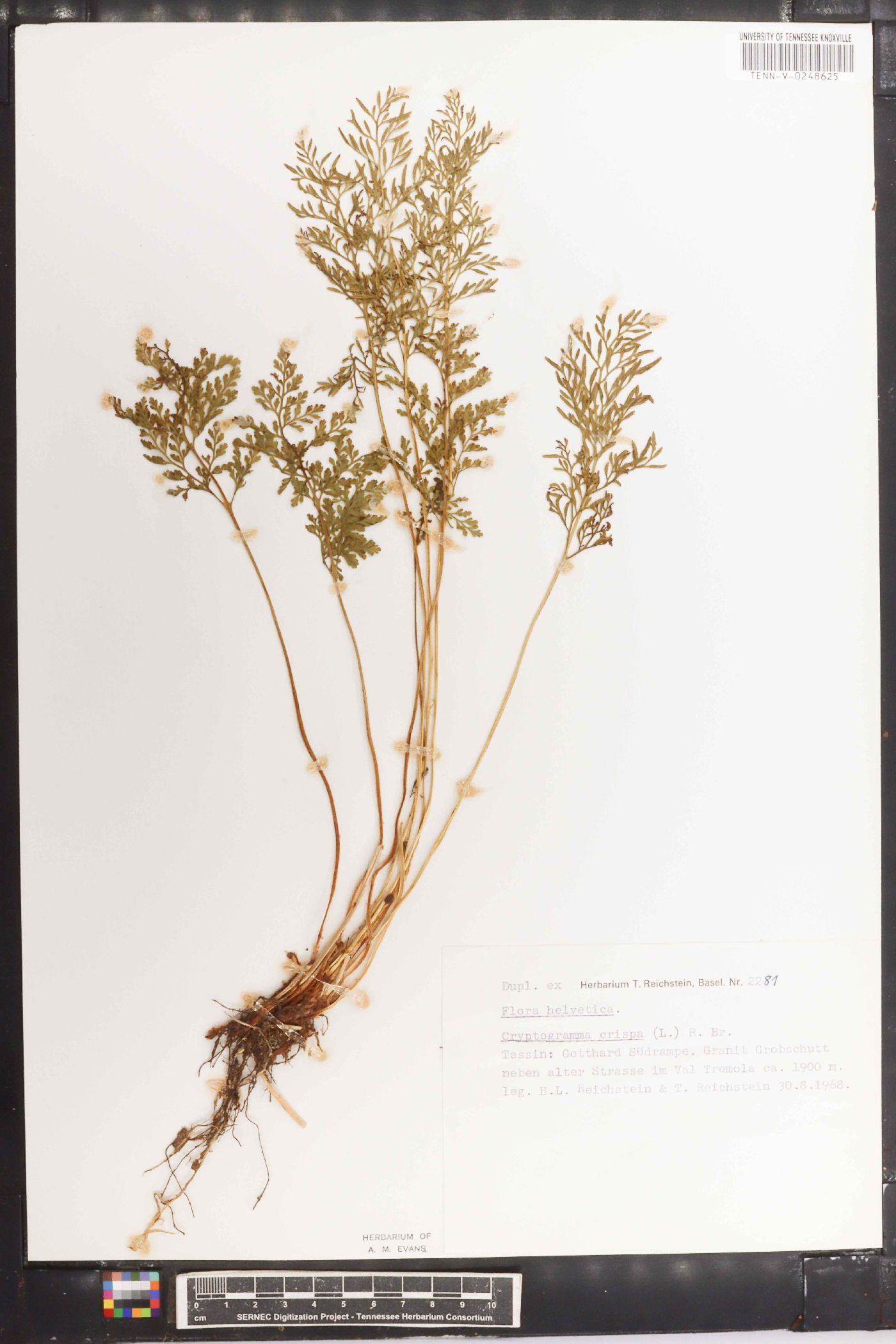 Cryptogramma crispa image