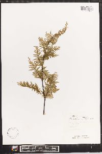 Gaga angustifolia image