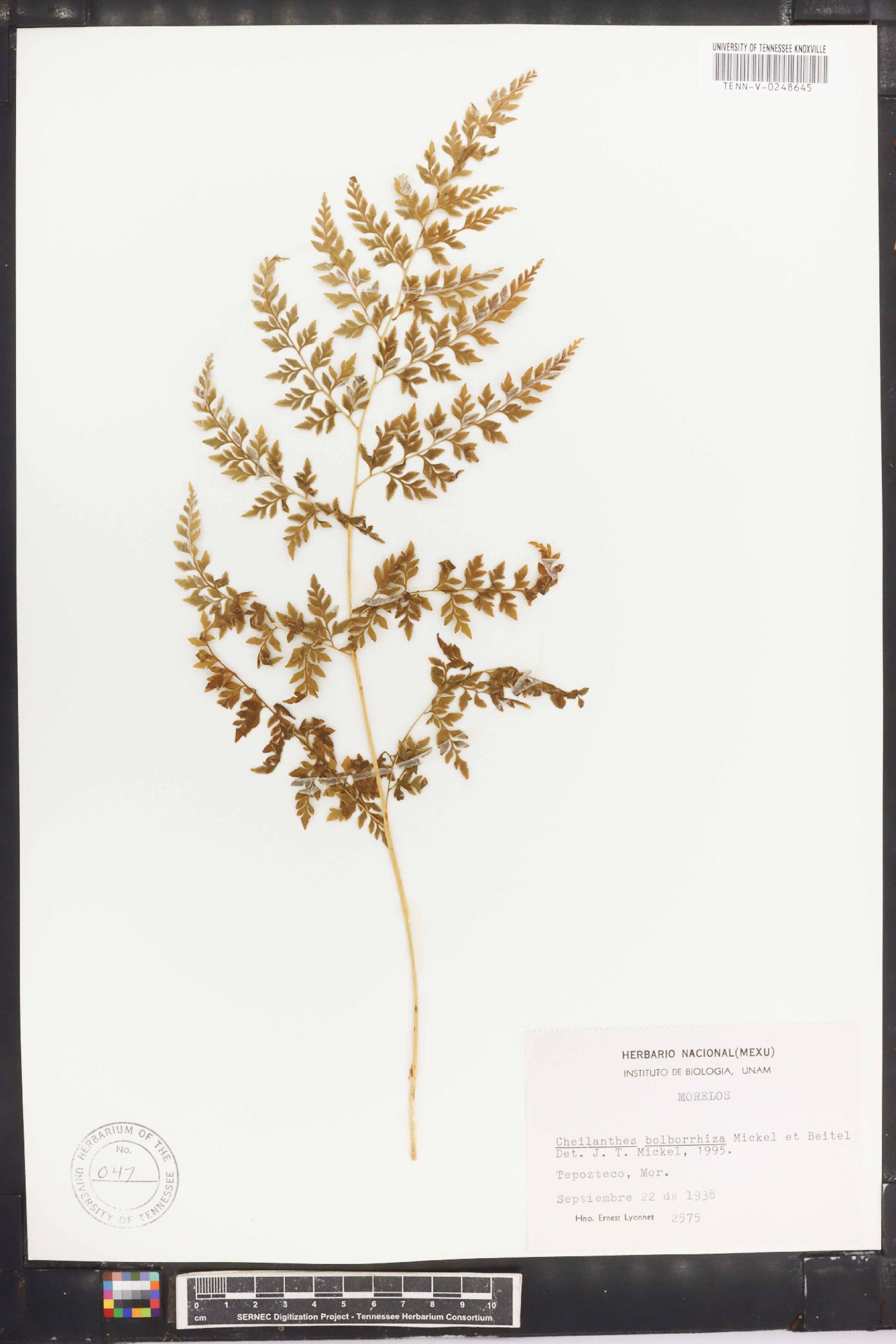 Cheilanthes bolborrhiza image