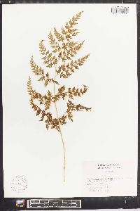 Cheilanthes bolborrhiza image