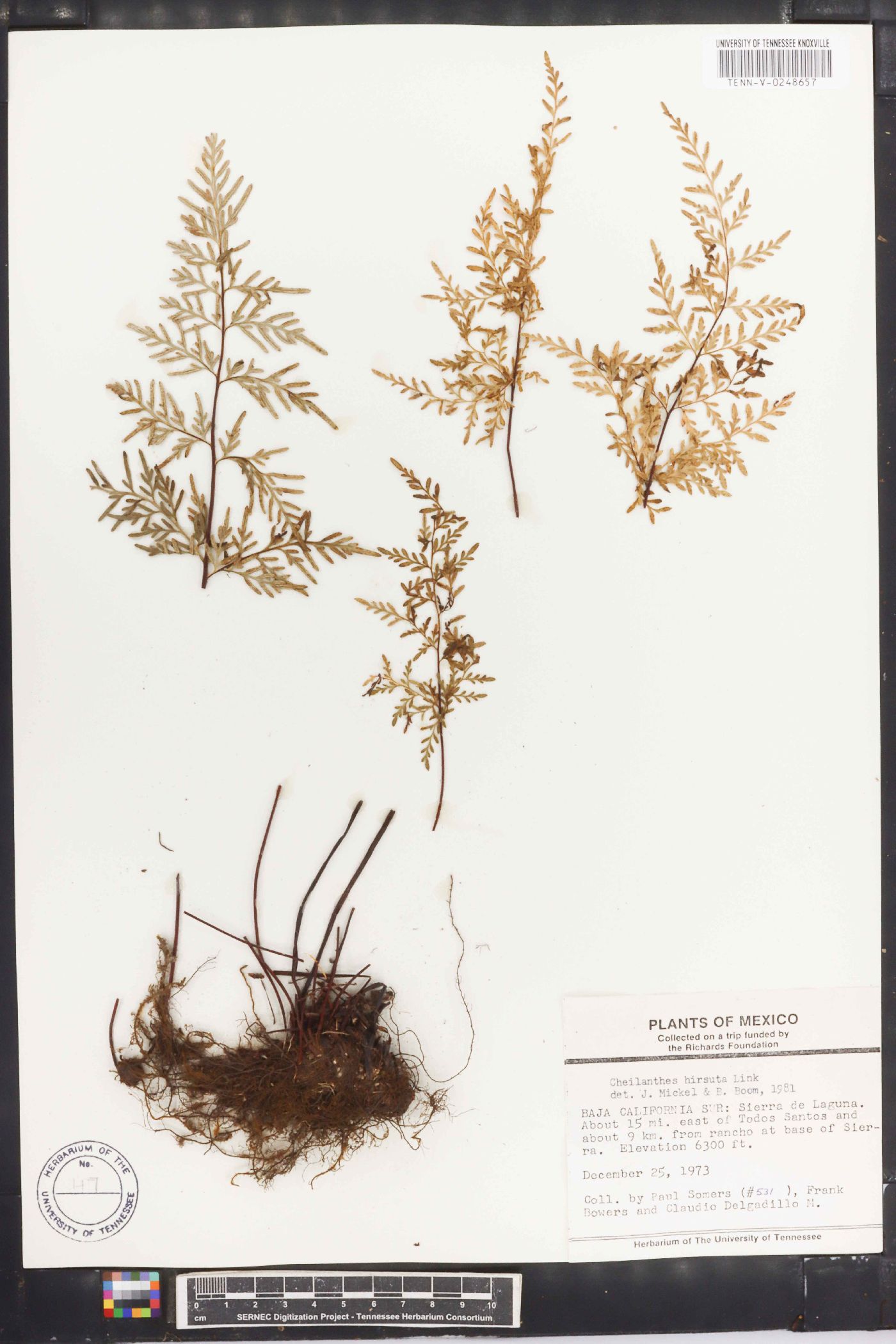 Cheilanthes hirsuta image