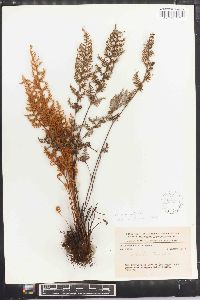 Myriopteris myriophylla image