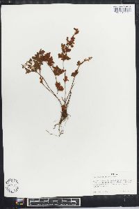 Cheilanthes pilosa image