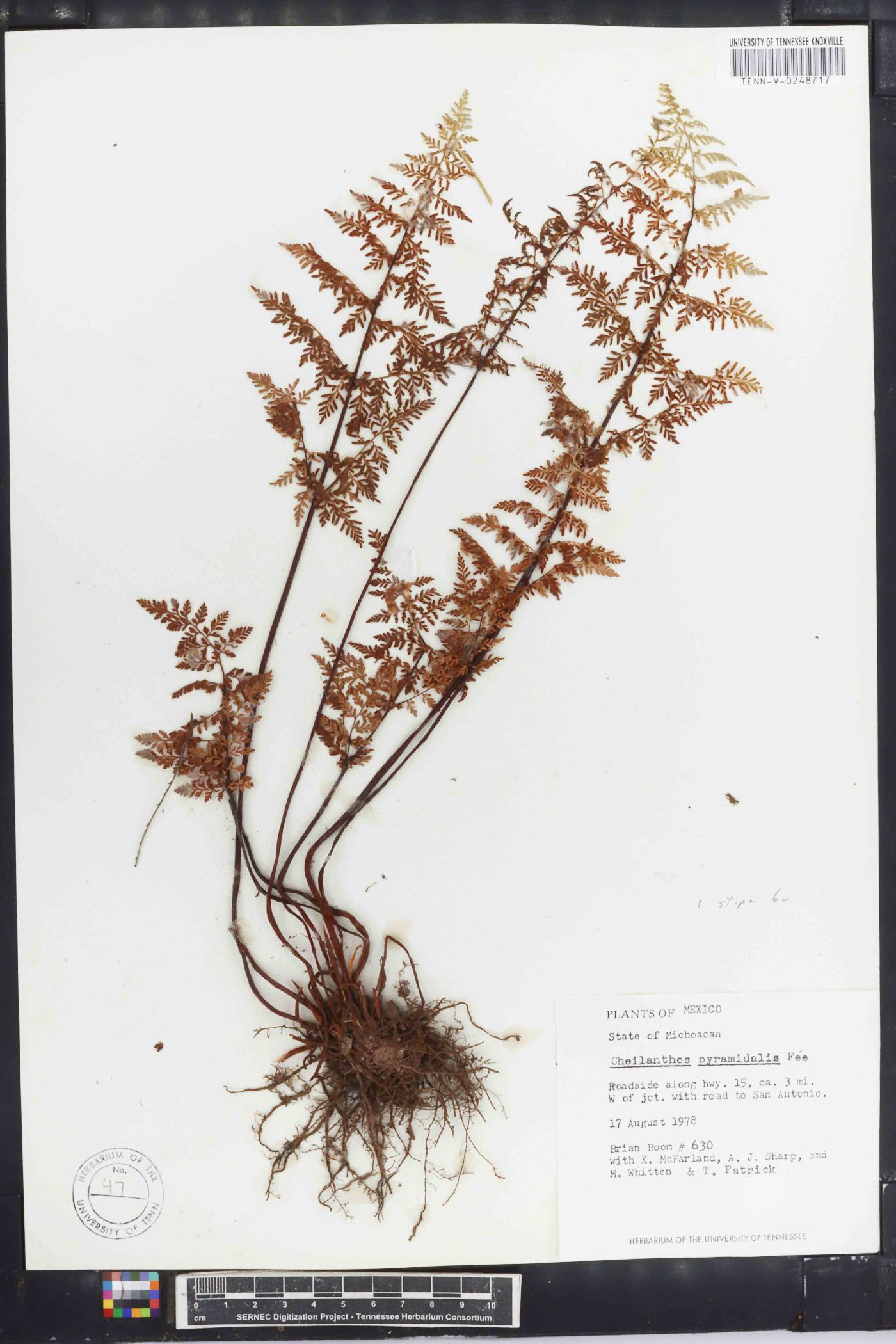 Cheilanthes pyramidalis image