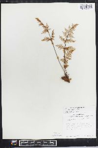 Cheilanthes pyramidalis image