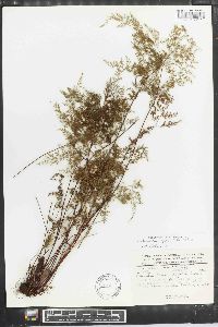 Aspidotis meifolia image