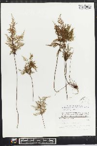 Aspidotis meifolia image