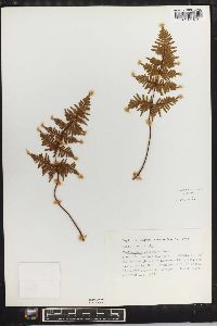 Oeosporangium pulchellum image
