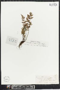 Pellaea nitidula image