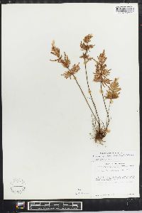 Cheilanthes intramarginalis image