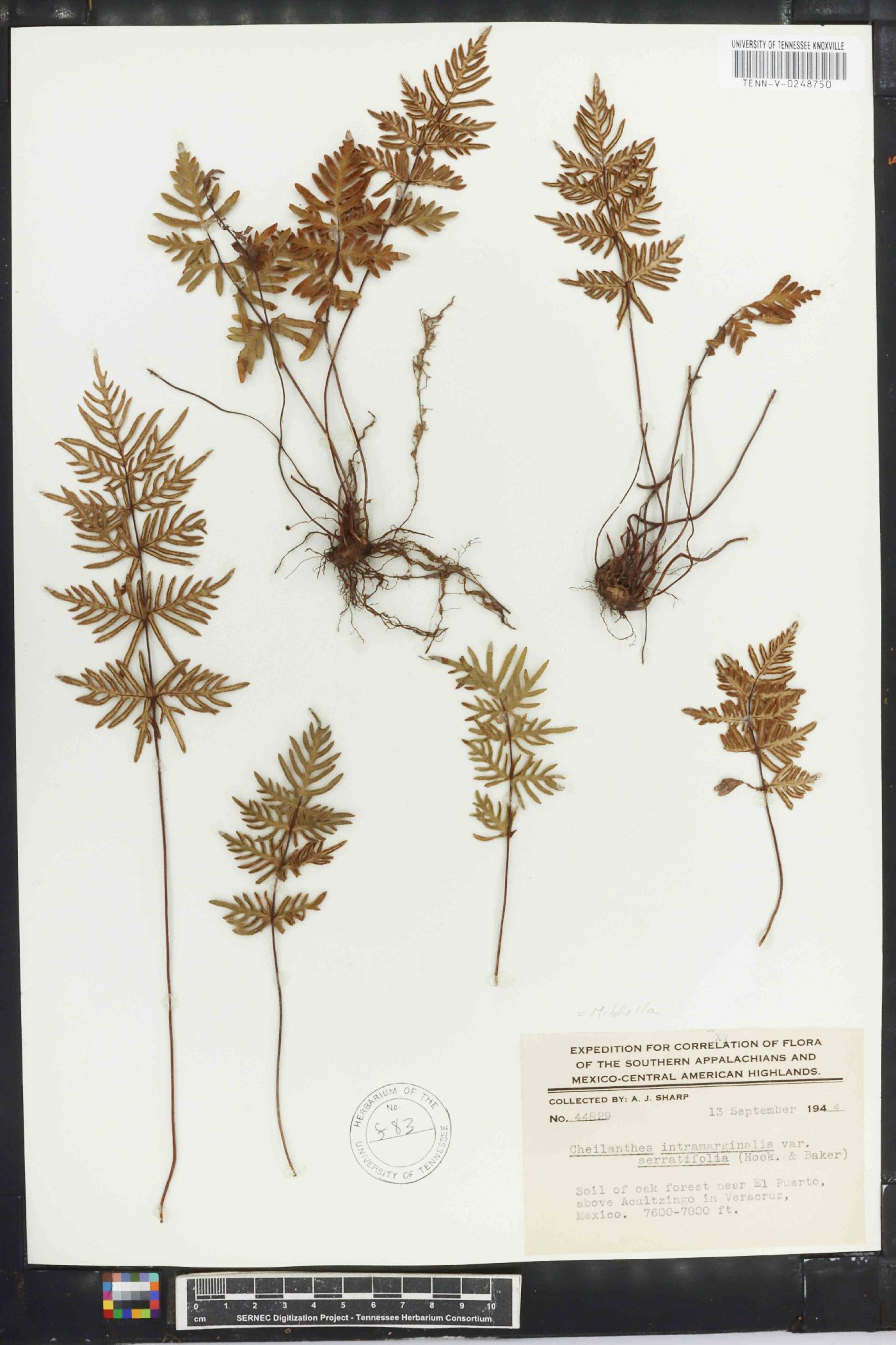 Cheilanthes intramarginalis image