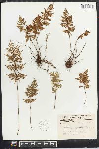 Cheilanthes intramarginalis image