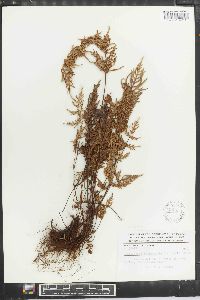 Cheilanthes intramarginalis image