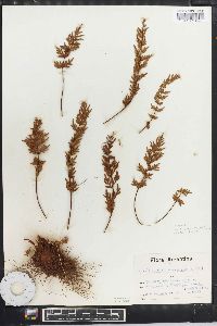 Cheilanthes poeppigiana image