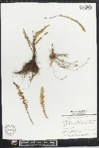 Myriopteris aurea image