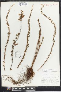 Myriopteris aurea image