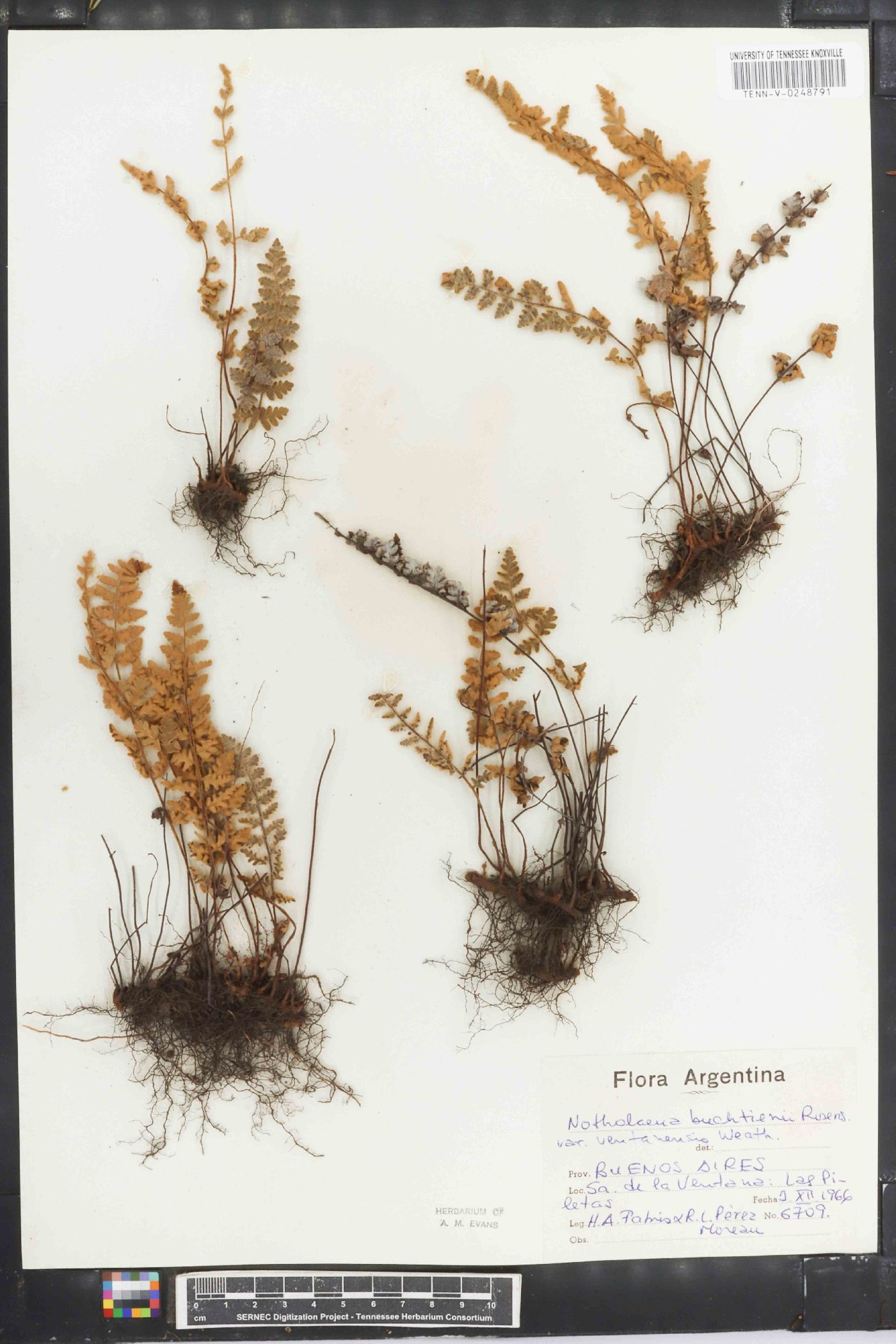 Cheilanthes buchtienii image