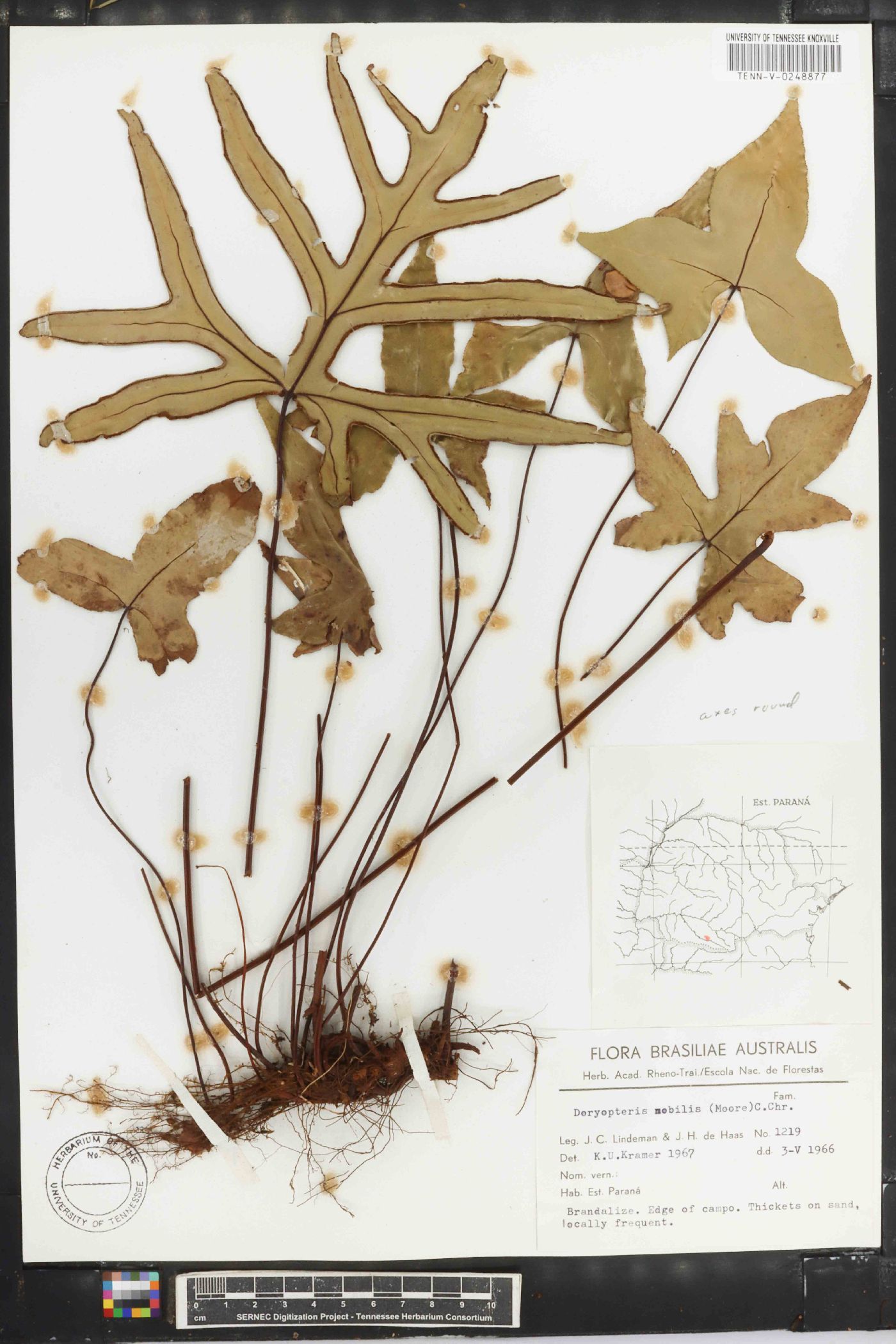 Doryopteris nobilis image