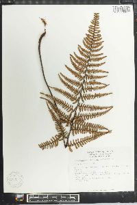 Pityrogramma ebenea image