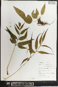 Coniogramme japonica image