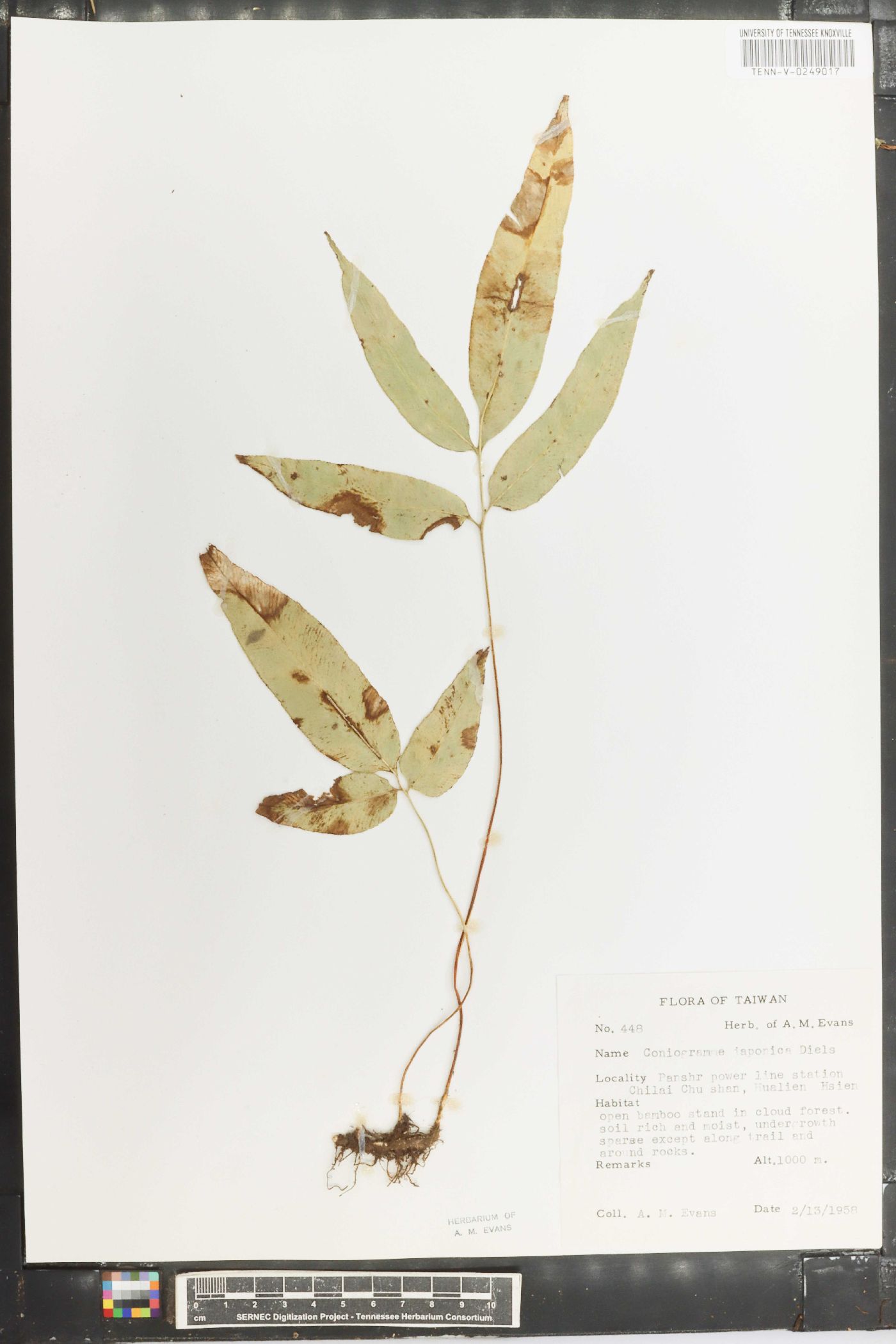 Coniogramme japonica image