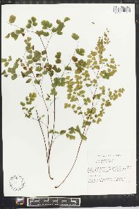 Adiantum braunii image