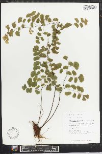 Adiantum braunii image