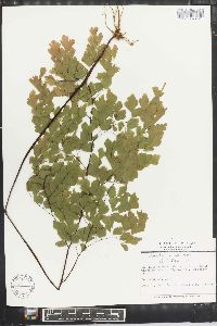 Adiantum capillus-veneris image