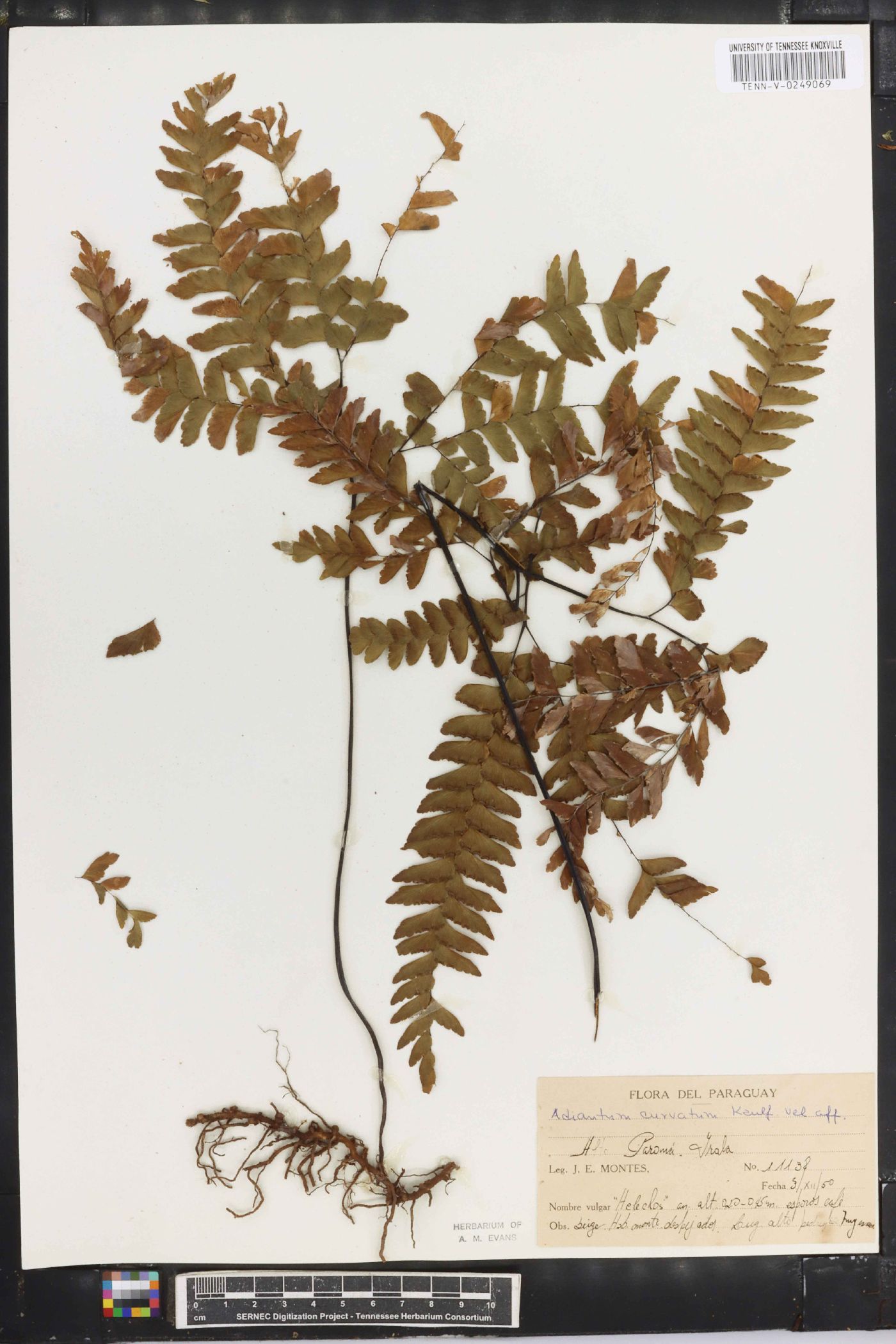 Adiantum curvatum image